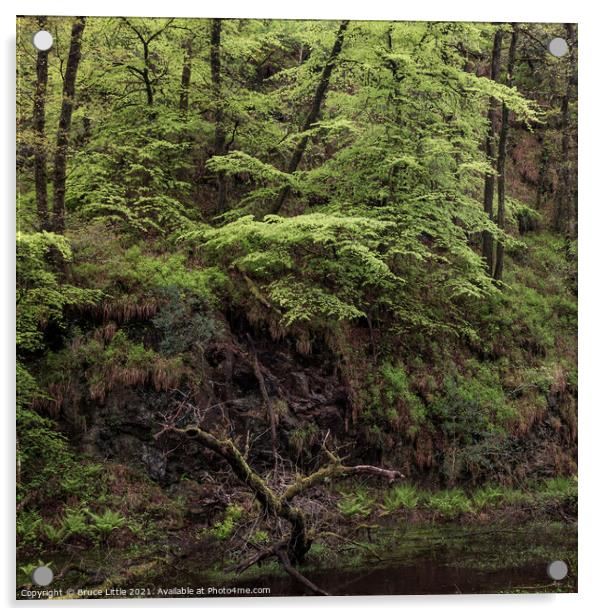 Dartmoor rainforest Acrylic by Bruce Little