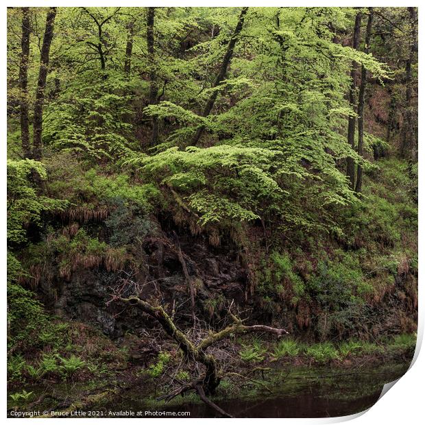 Dartmoor rainforest Print by Bruce Little