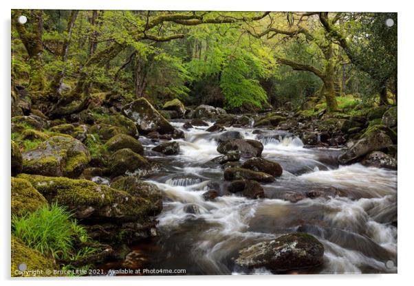 Dartmoor woodland spring rapids Acrylic by Bruce Little