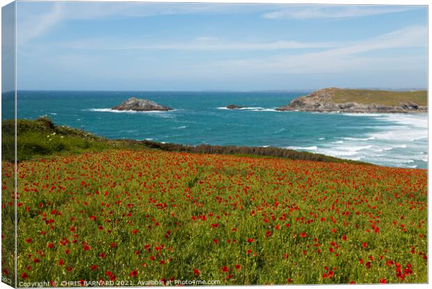 West Pentire Poppies Canvas Print by CHRIS BARNARD