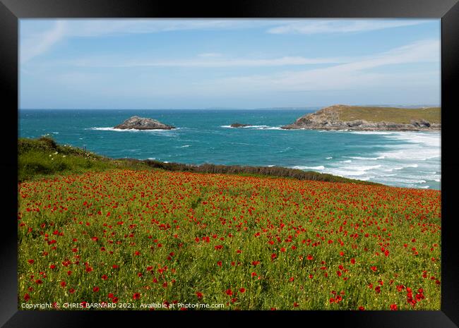 West Pentire Poppies Framed Print by CHRIS BARNARD