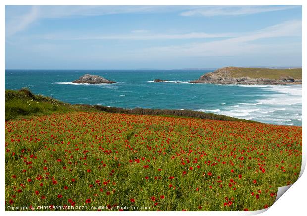 West Pentire Poppies Print by CHRIS BARNARD