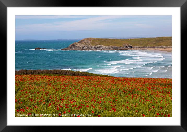 West Pentire Poppies Framed Mounted Print by CHRIS BARNARD
