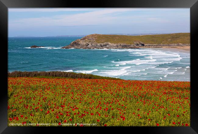 West Pentire Poppies Framed Print by CHRIS BARNARD