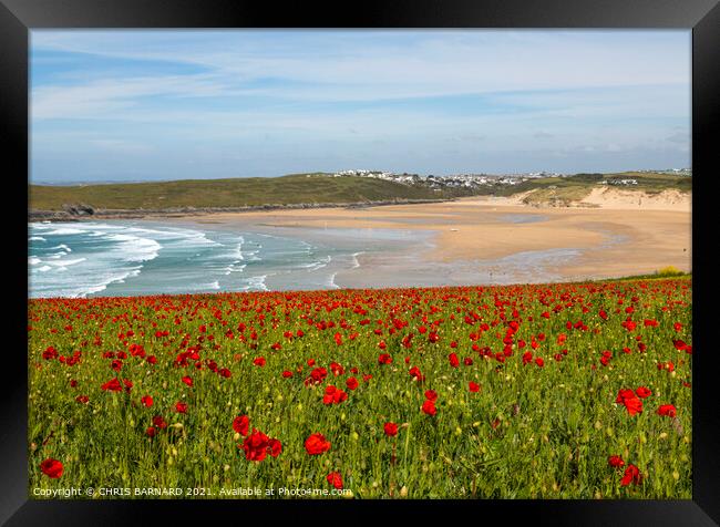 Poppies West Pentire Framed Print by CHRIS BARNARD