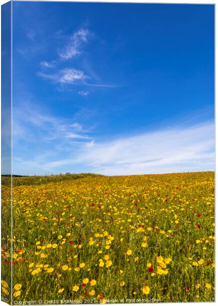Corn Marigolds at West Pentire Canvas Print by CHRIS BARNARD