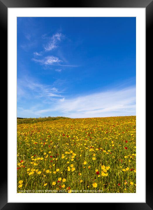 Corn Marigolds at West Pentire Framed Mounted Print by CHRIS BARNARD