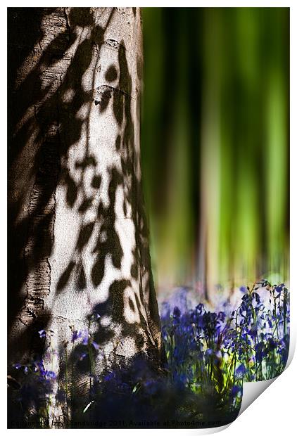 Bluebell wood Print by Izzy Standbridge