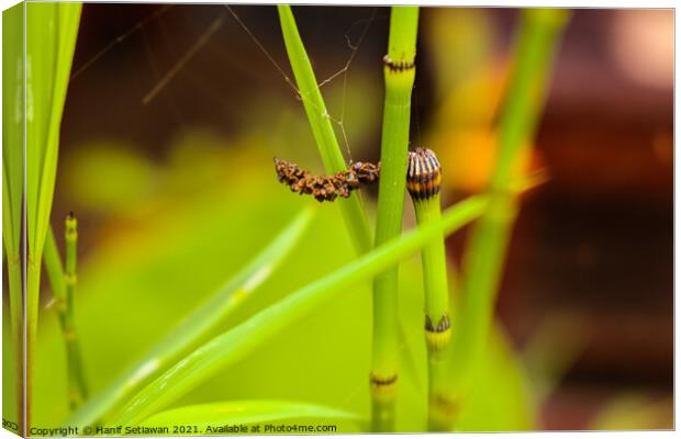 Thin green water bamboo with seeds on the top. Canvas Print by Hanif Setiawan