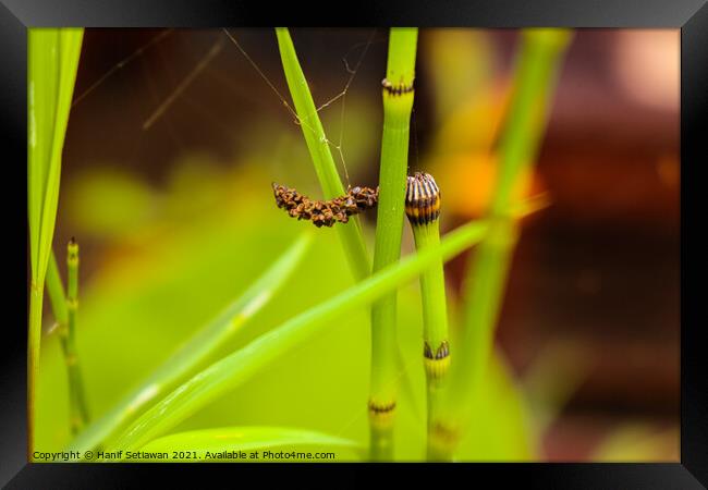 Thin green water bamboo with seeds on the top. Framed Print by Hanif Setiawan