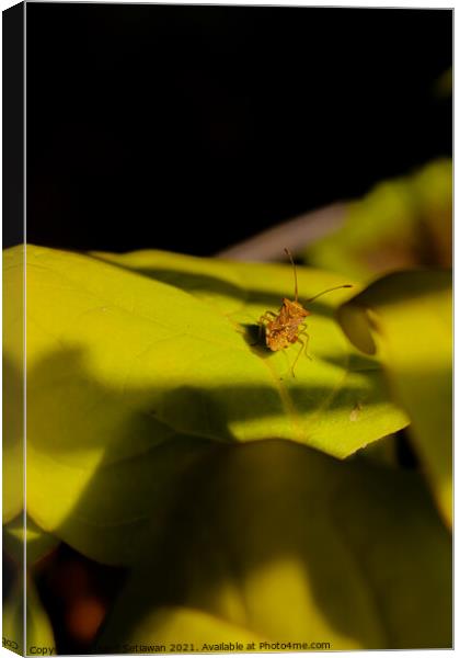 One small light brown beetle on a big green leaf. Canvas Print by Hanif Setiawan