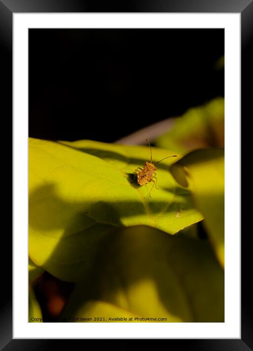 One small light brown beetle on a big green leaf. Framed Mounted Print by Hanif Setiawan