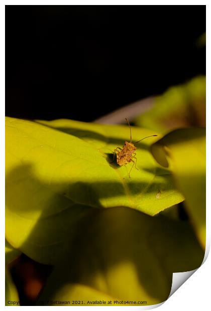One small light brown beetle on a big green leaf. Print by Hanif Setiawan