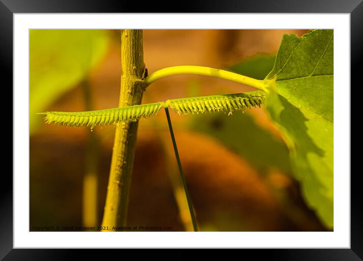 One frayed leaf in macro closeup looks like a centipede. Framed Mounted Print by Hanif Setiawan