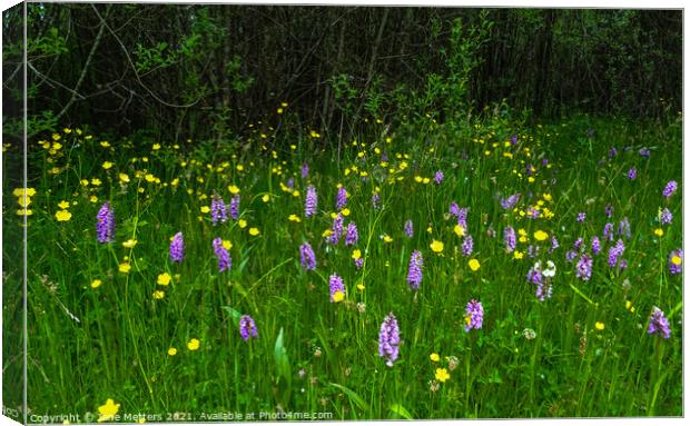 Southern Marsh Orchid Canvas Print by Jane Metters