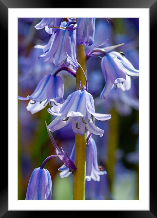Spanish Bluebells Framed Mounted Print by Craig Williams