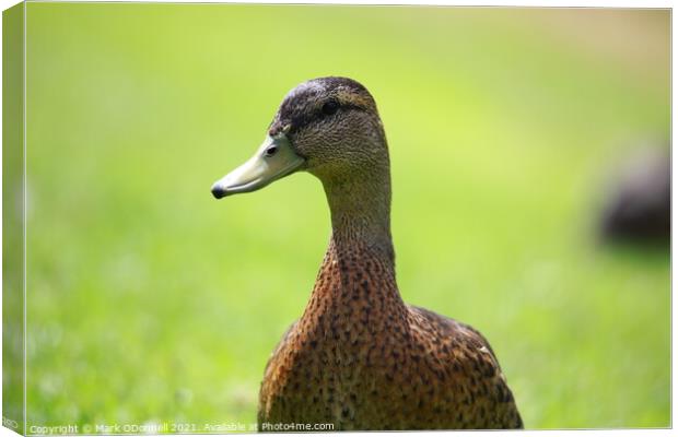 Duck looking away Canvas Print by Mark ODonnell