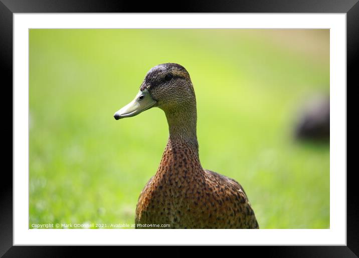 Duck looking away Framed Mounted Print by Mark ODonnell