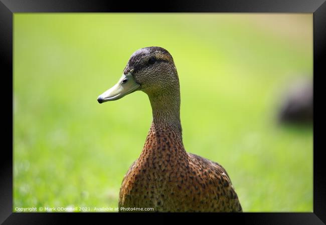 Duck looking away Framed Print by Mark ODonnell