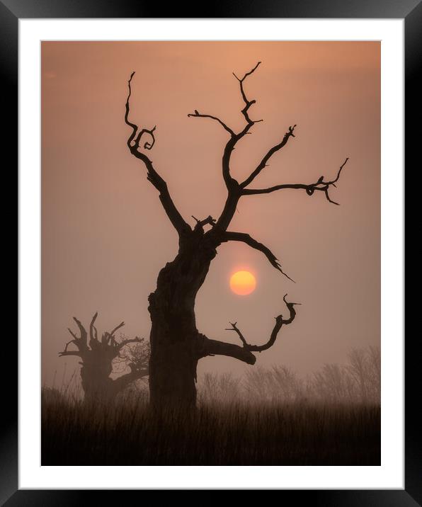 Rising Sun Framed Mounted Print by Daniel Farrington