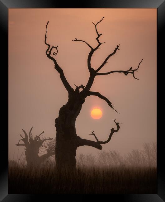 Rising Sun Framed Print by Daniel Farrington