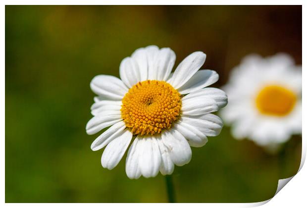 Feverfew Print by Craig Williams