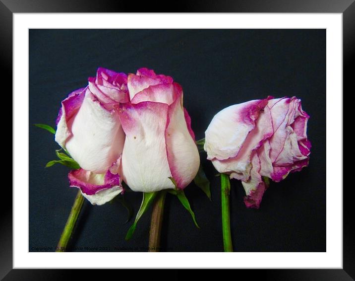 Dying roses Framed Mounted Print by Stephanie Moore