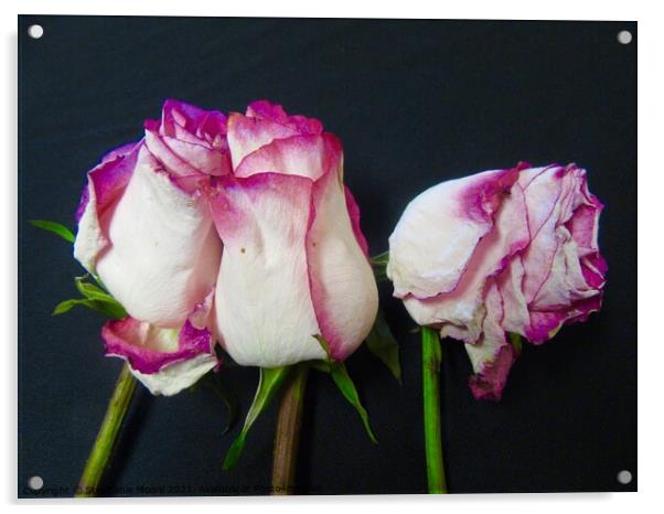 Dying roses Acrylic by Stephanie Moore