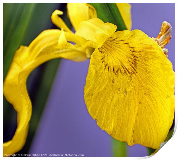Yellow Lily Growing Wild on a French River Bank. Print by Malcolm White