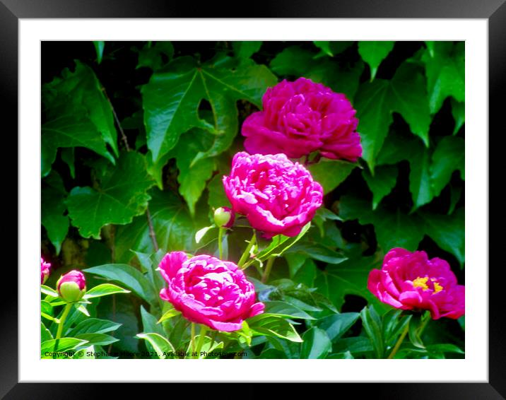 Pink peonies in the sun Framed Mounted Print by Stephanie Moore