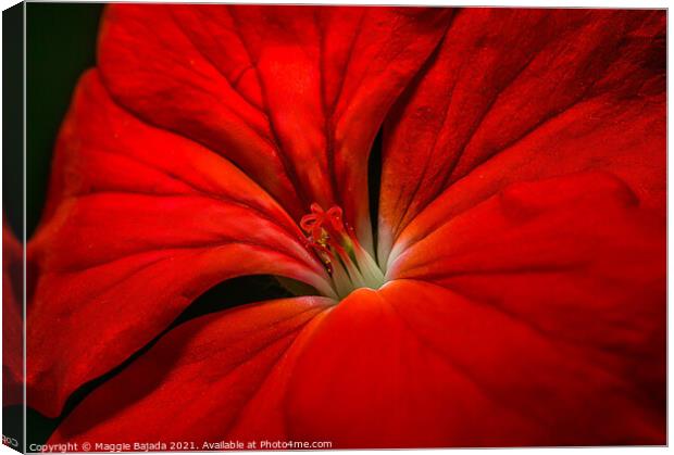 Beautiful Red Macro Flower. Canvas Print by Maggie Bajada