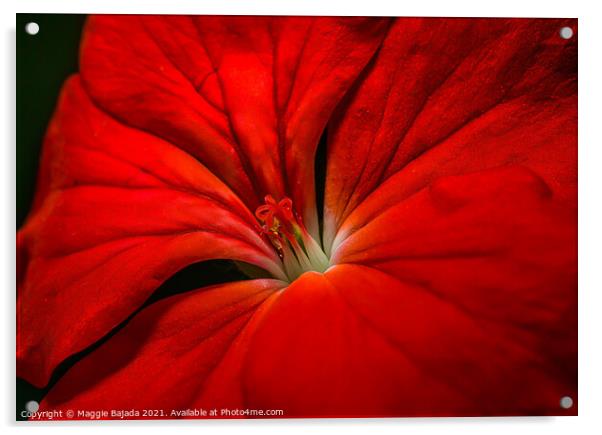 Beautiful Red Macro Flower. Acrylic by Maggie Bajada