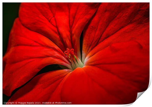 Beautiful Red Macro Flower. Print by Maggie Bajada