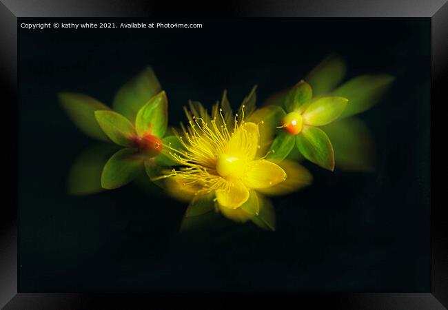 St John’s wort,wildflower  Framed Print by kathy white