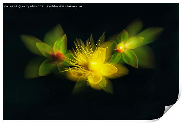 St John’s wort,wildflower  Print by kathy white