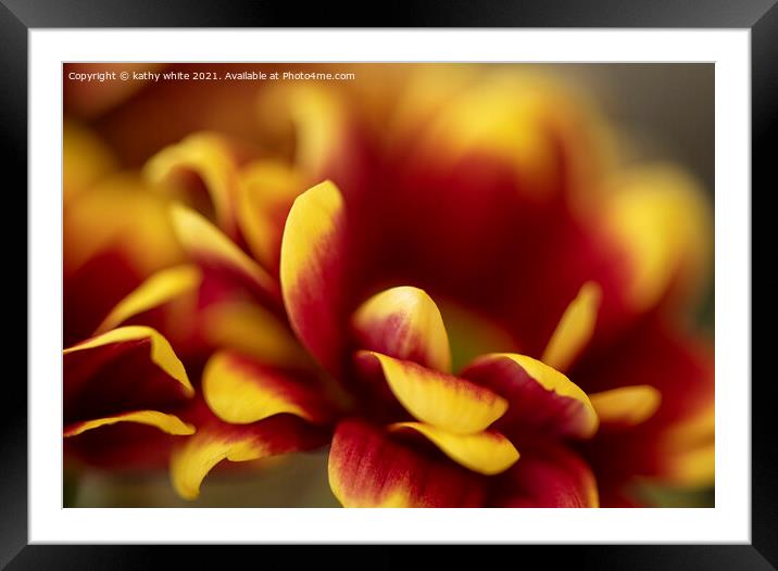 red and yellow Chrysanthemum,striking colours Framed Mounted Print by kathy white