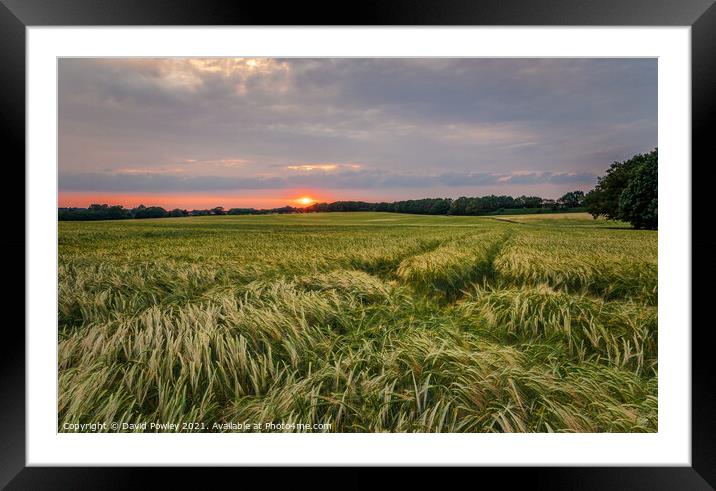 Norfolk Cornfield Sunset Framed Mounted Print by David Powley