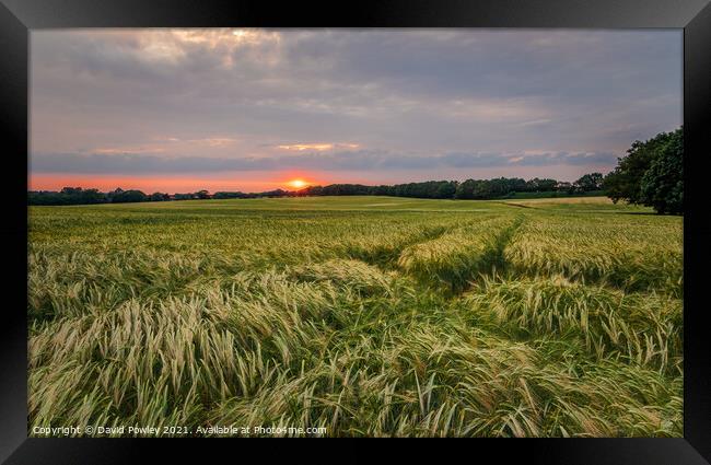 Norfolk Cornfield Sunset Framed Print by David Powley