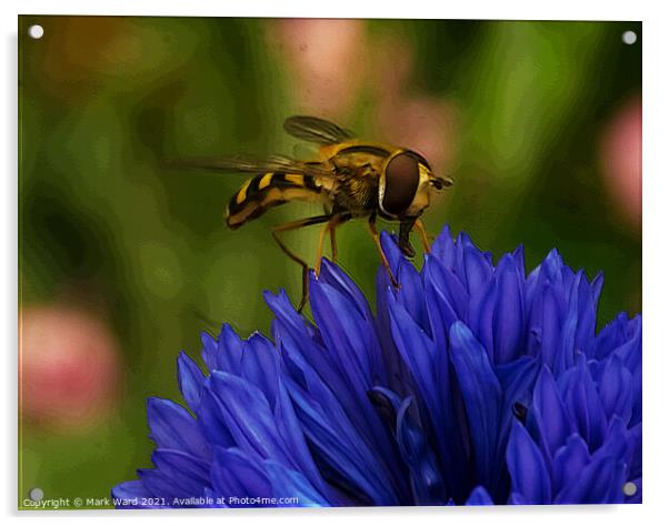 Hoverfly on a Cornflower. Acrylic by Mark Ward