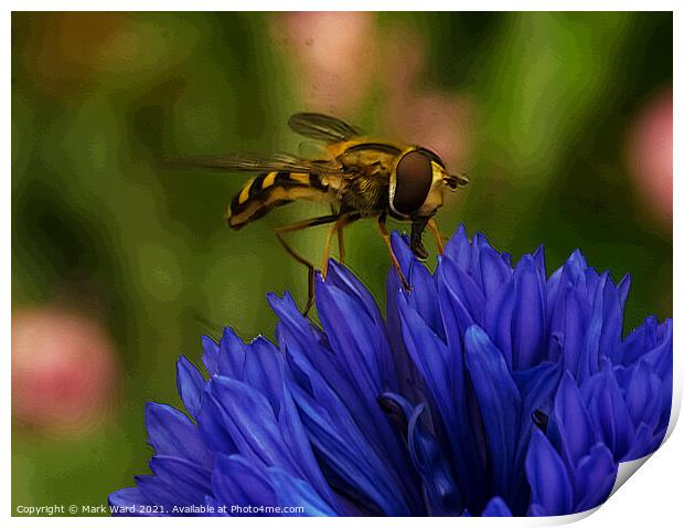 Hoverfly on a Cornflower. Print by Mark Ward