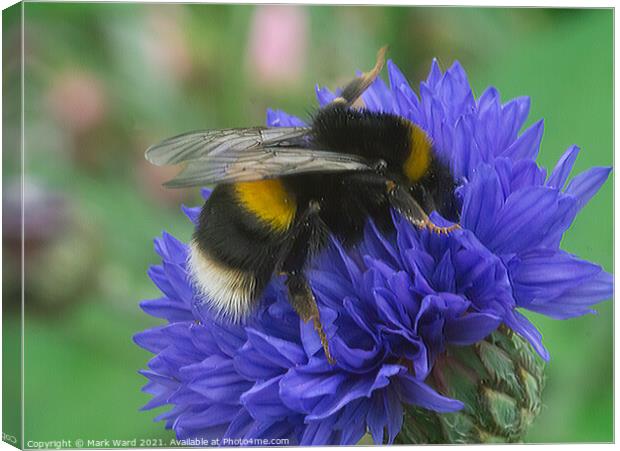 Bumblebee Diving In. Canvas Print by Mark Ward