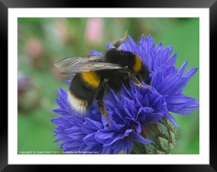 Bumblebee Diving In. Framed Mounted Print by Mark Ward