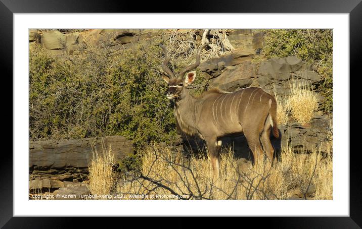 Imperious kudu bull Framed Mounted Print by Adrian Turnbull-Kemp