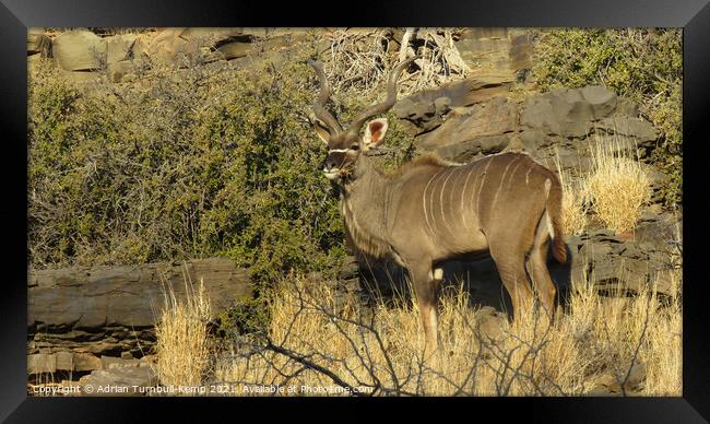 Imperious kudu bull Framed Print by Adrian Turnbull-Kemp