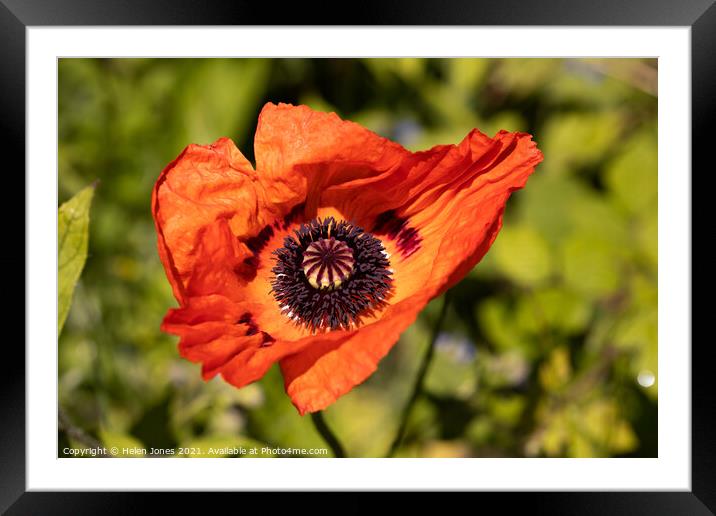 Red Poppy Framed Mounted Print by Helen Jones