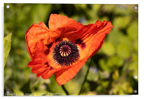 Red Poppy Acrylic by Helen Jones