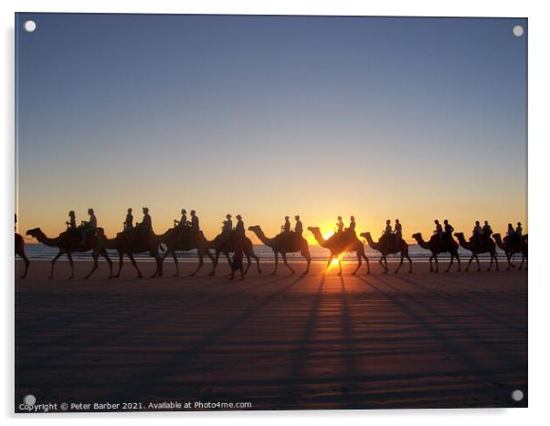 Broome Australia camel ride Acrylic by Peter Barber