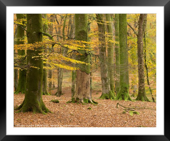Bolderwood autumn glade Framed Mounted Print by Peter Barber