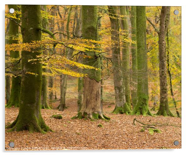 Bolderwood autumn glade Acrylic by Peter Barber