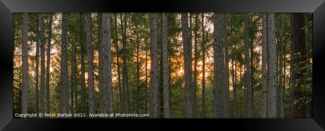 New Forest sunrise panorama Framed Print by Peter Barber